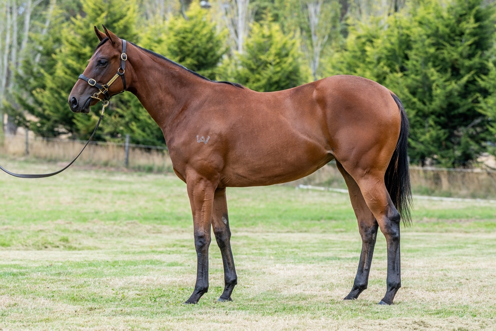 Capitalist (AUS) / Speedonova (AUS) 2024 Filly - Image 1