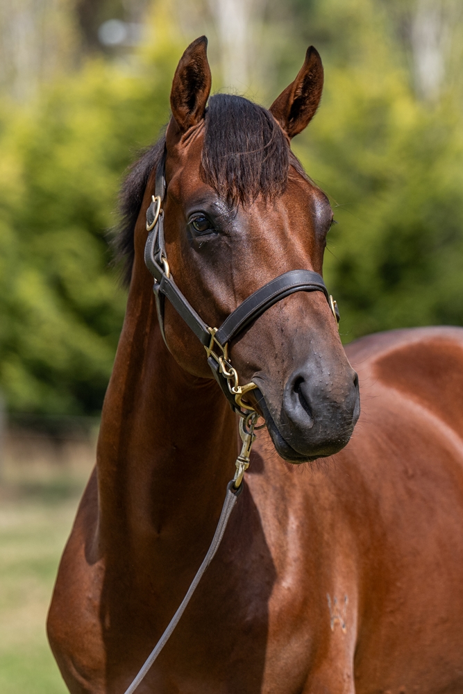 Needs Further (AUS) / Smashin' Mila (AUS) 2024 Colt - Image 2