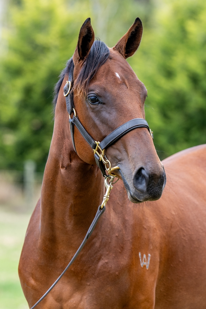 Capitalist (AUS) / Speedonova (AUS) 2024 Filly - Image 2