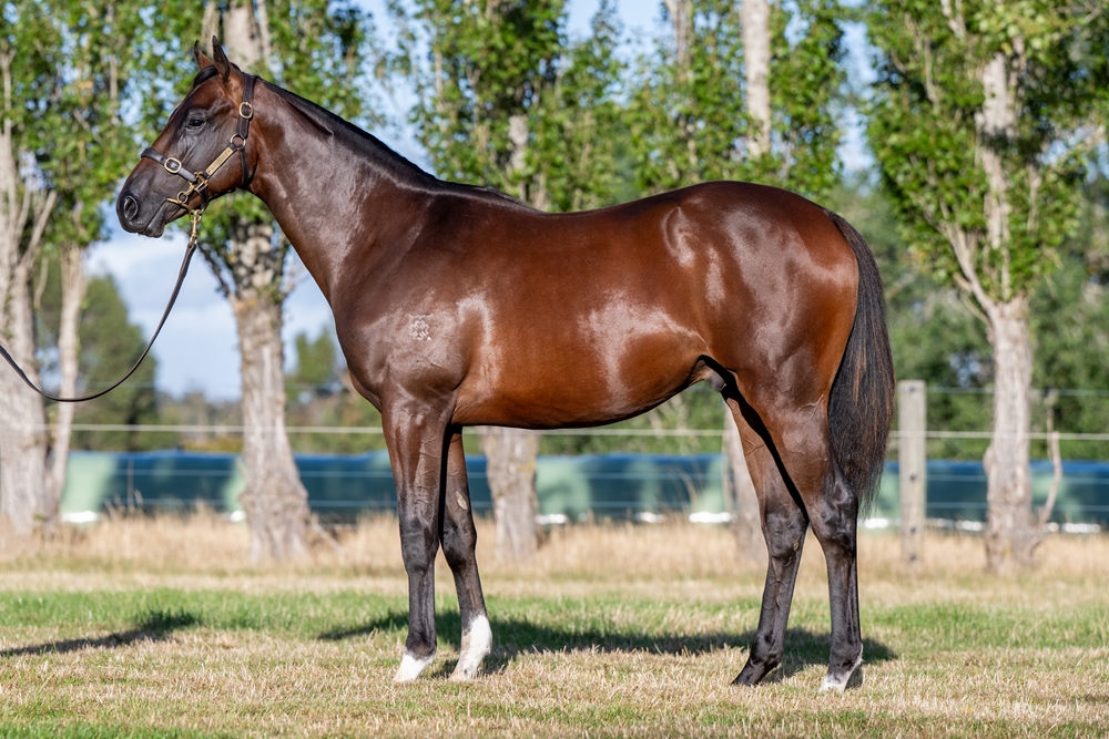 Needs Further (AUS) / Stick 'em Up (AUS) 2024 Colt - Image 1