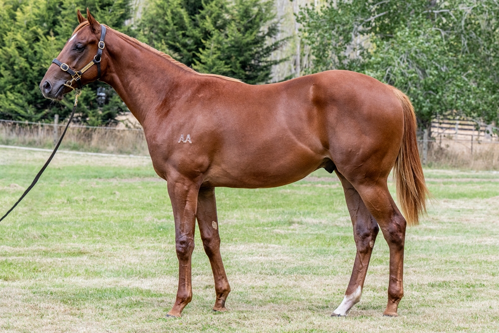 Hanseatic (AUS) / Suziqueue (AUS) 2024 Colt - Image 1