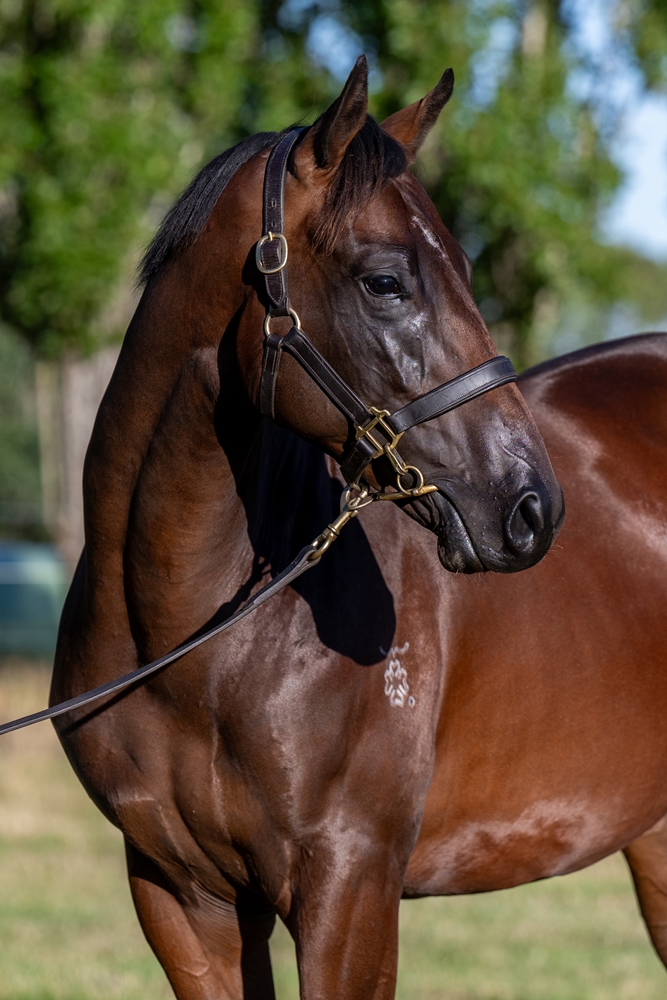 Needs Further (AUS) / Stick 'em Up (AUS) 2024 Colt - Image 2