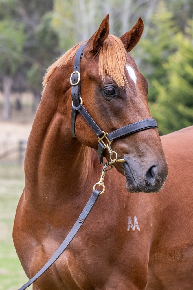 Hanseatic (AUS) / Suziqueue (AUS) 2024 Colt - Image 2