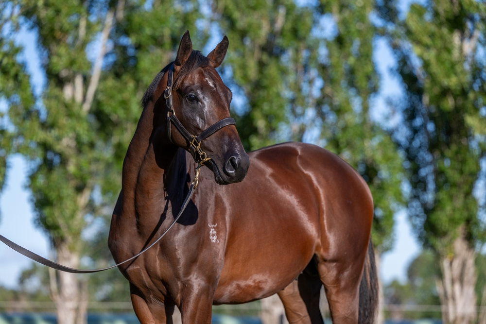 Needs Further (AUS) / Stick 'em Up (AUS) 2024 Colt - Image 3