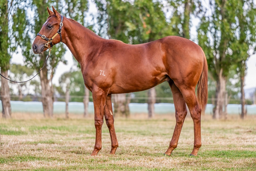 Rubick (AUS) / Take All of Me (AUS) 2024 Colt - Image 1