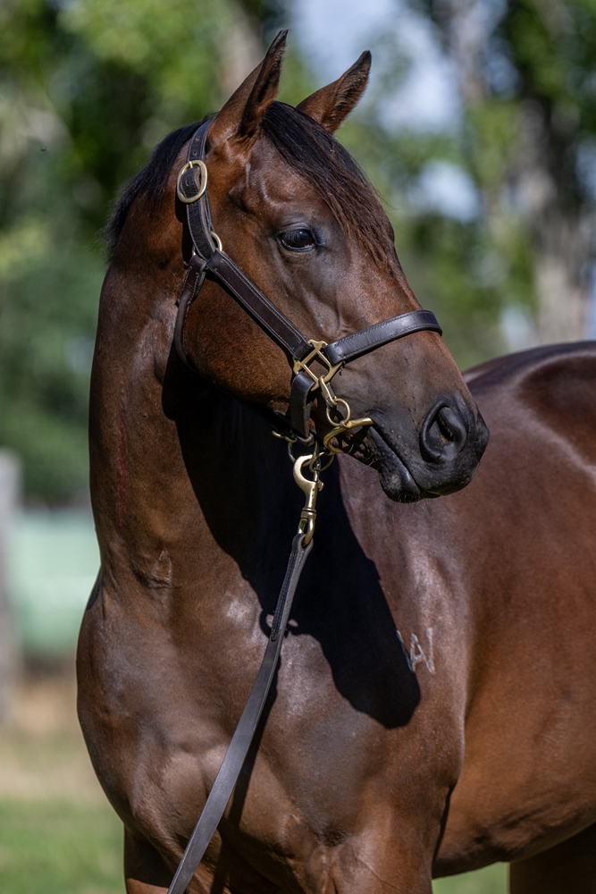 Paulele (AUS) / Ventura (AUS) 2024 Filly - Image 2