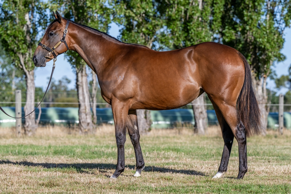 Needs Further (AUS) / A Saucy Snitzel (AUS) 2024 Filly - Image 1