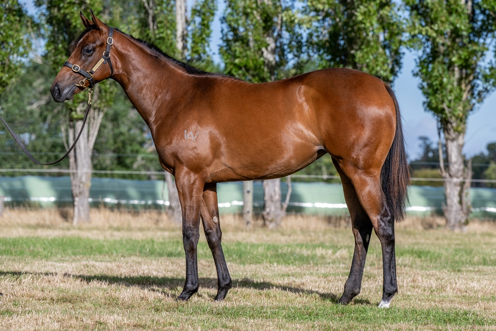Brutal (NZ) / Arenzano (AUS) 2024 Filly - Image 1