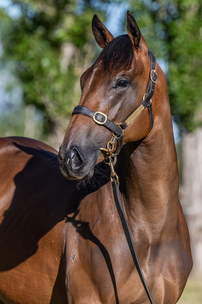 Needs Further (AUS) / A Saucy Snitzel (AUS) 2024 Filly - Image 2