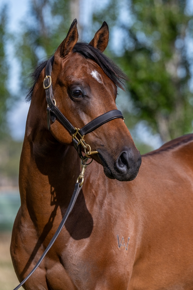 Brutal (NZ) / Arenzano (AUS) 2024 Filly - Image 2