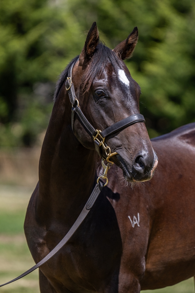 In the Congo (AUS) / Canuck (AUS) 2024 Colt - Image 2