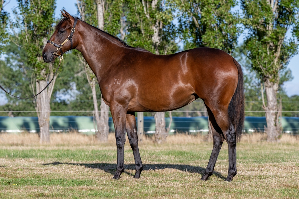 Pinatubo (IRE) / Dream Food (AUS) 2024 Filly - Image 1