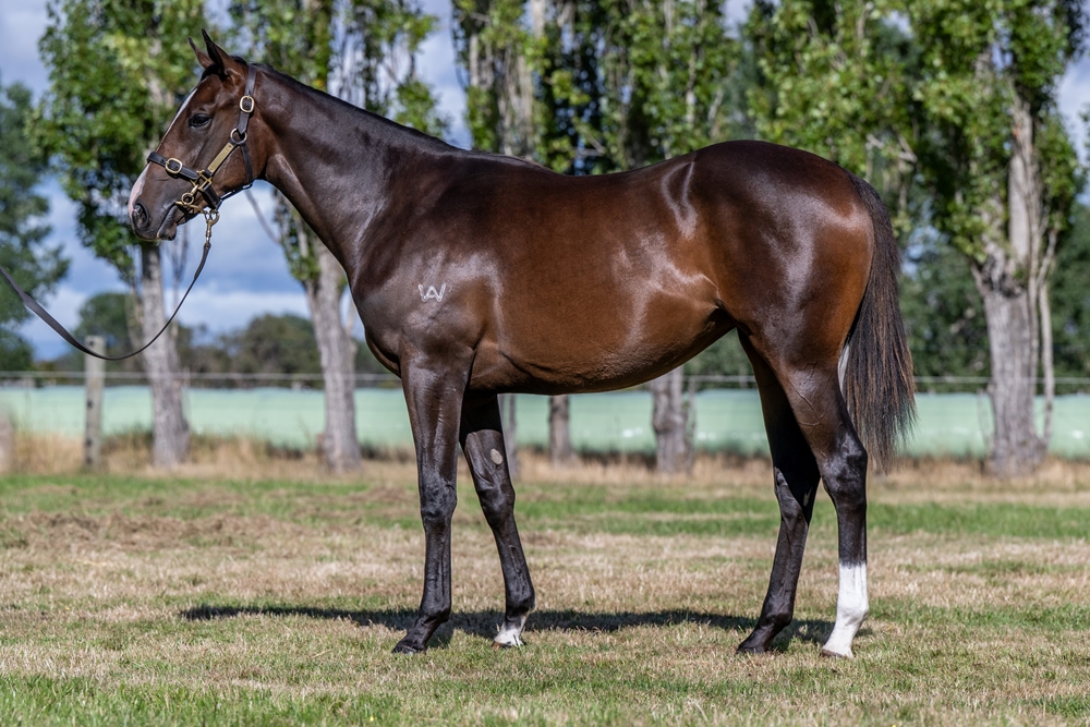 Needs Further (AUS) / Duck Dive (AUS) 2024 Filly - Image 1