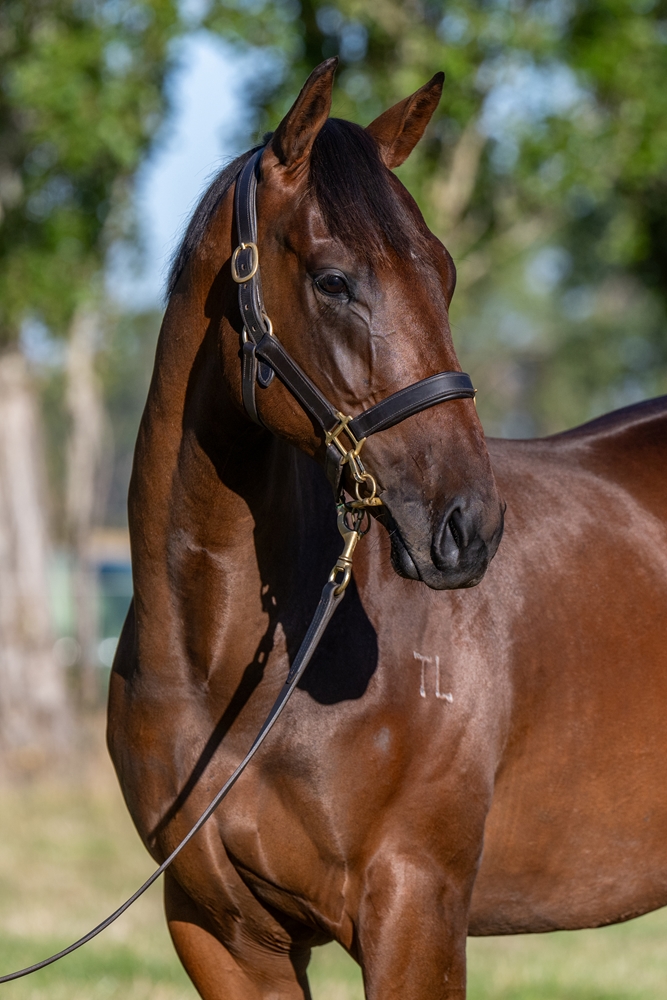 Pinatubo (IRE) / Dream Food (AUS) 2024 Filly - Image 2