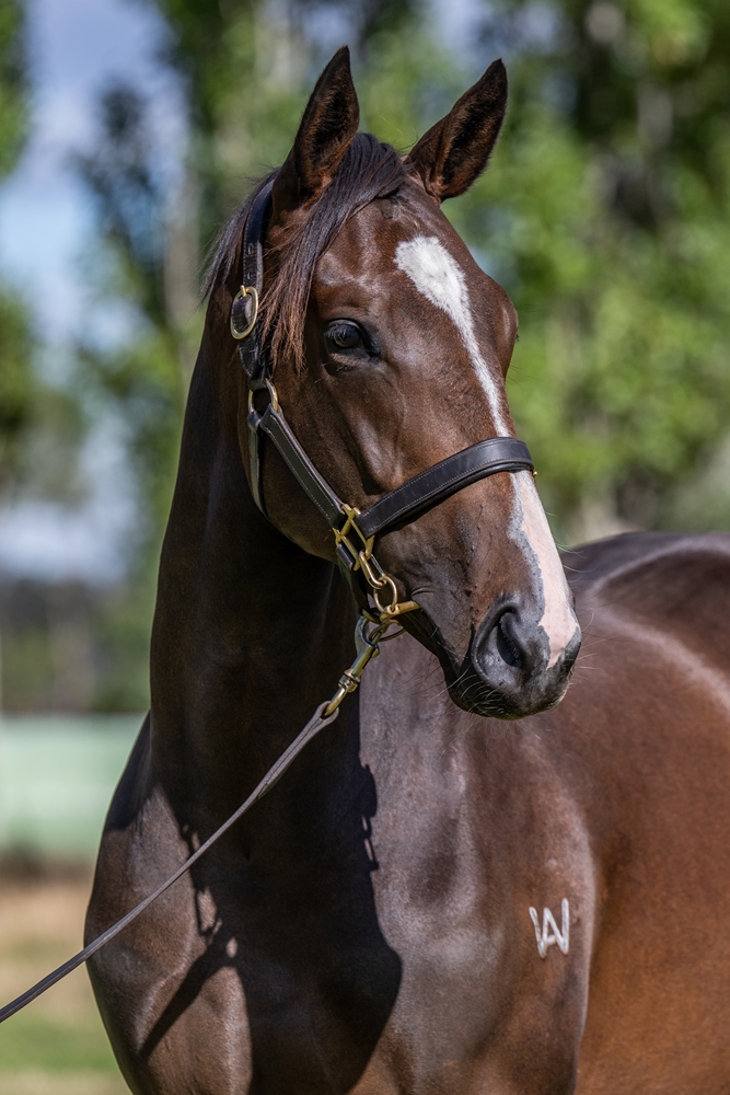 Needs Further (AUS) / Duck Dive (AUS) 2024 Filly - Image 2