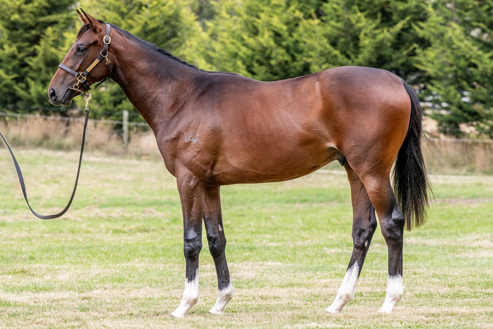 State of Rest (IRE) / Falika (NZ) 2024 Colt - Image 1