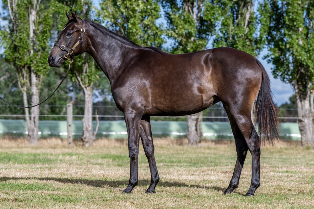 Artorius (AUS) / Freedom Road (AUS) 2024 Filly - Image 1