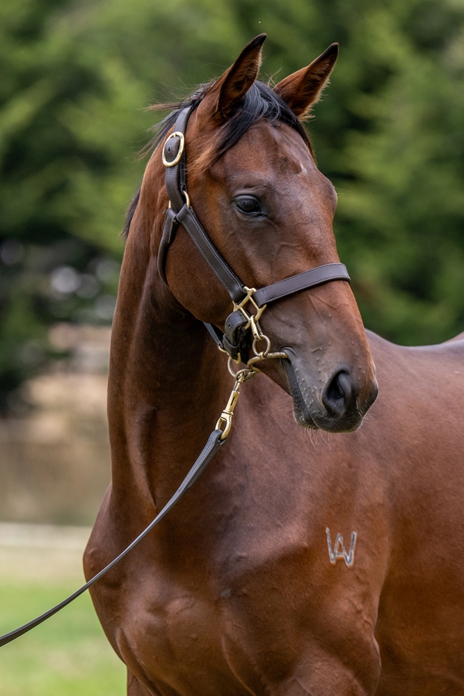 State of Rest (IRE) / Falika (NZ) 2024 Colt - Image 2