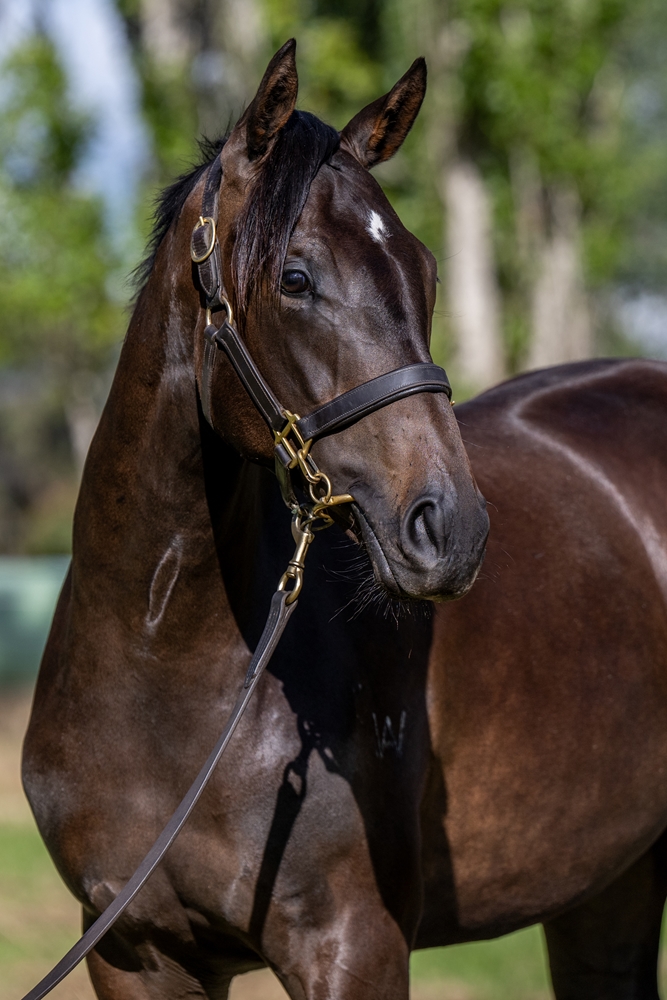 Artorius (AUS) / Freedom Road (AUS) 2024 Filly - Image 2