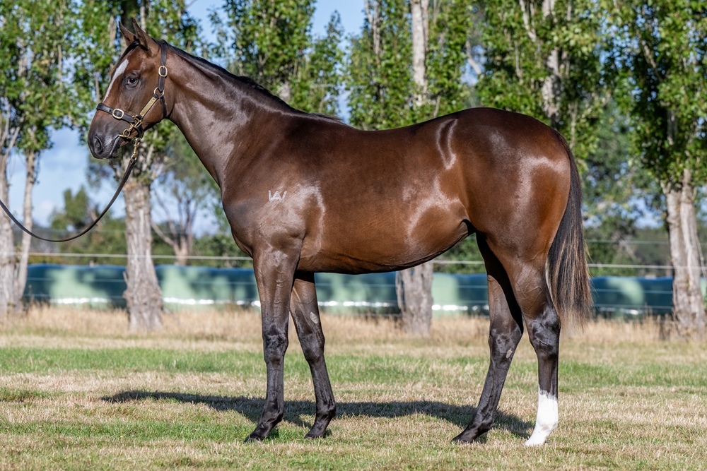 Needs Further (AUS) / Fuji Spirit (AUS) 2024 Filly - Image 1