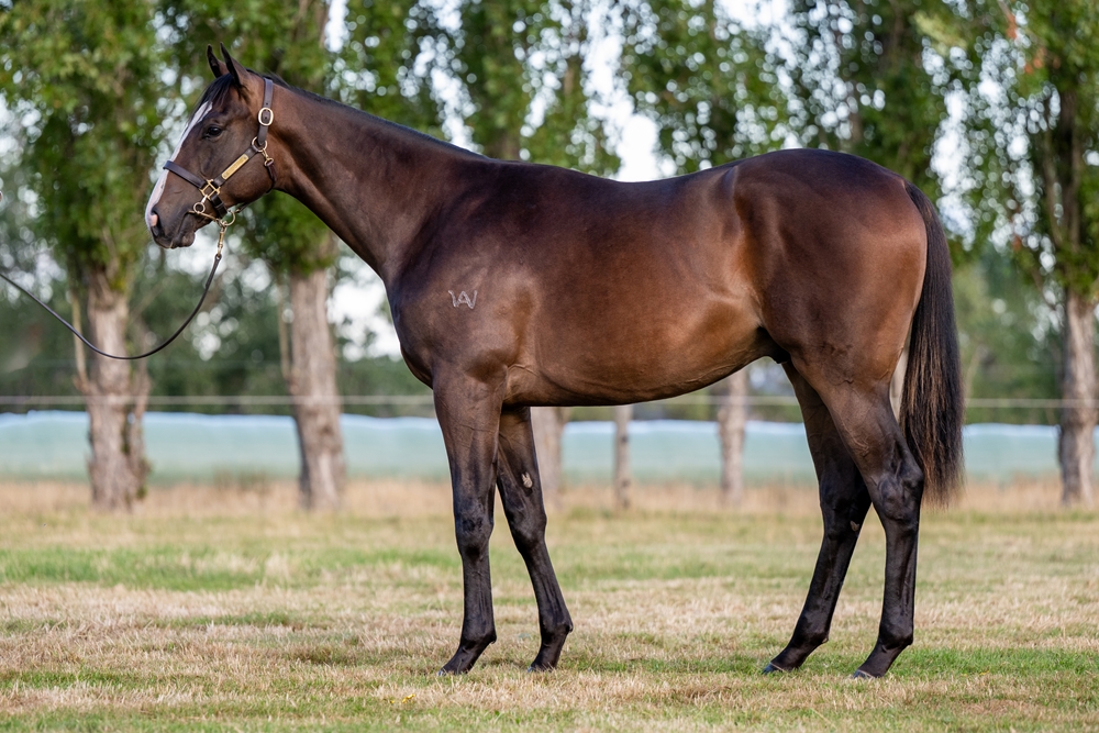 Bruckner (AUS) / Garland (AUS) 2024 Colt - Image 1