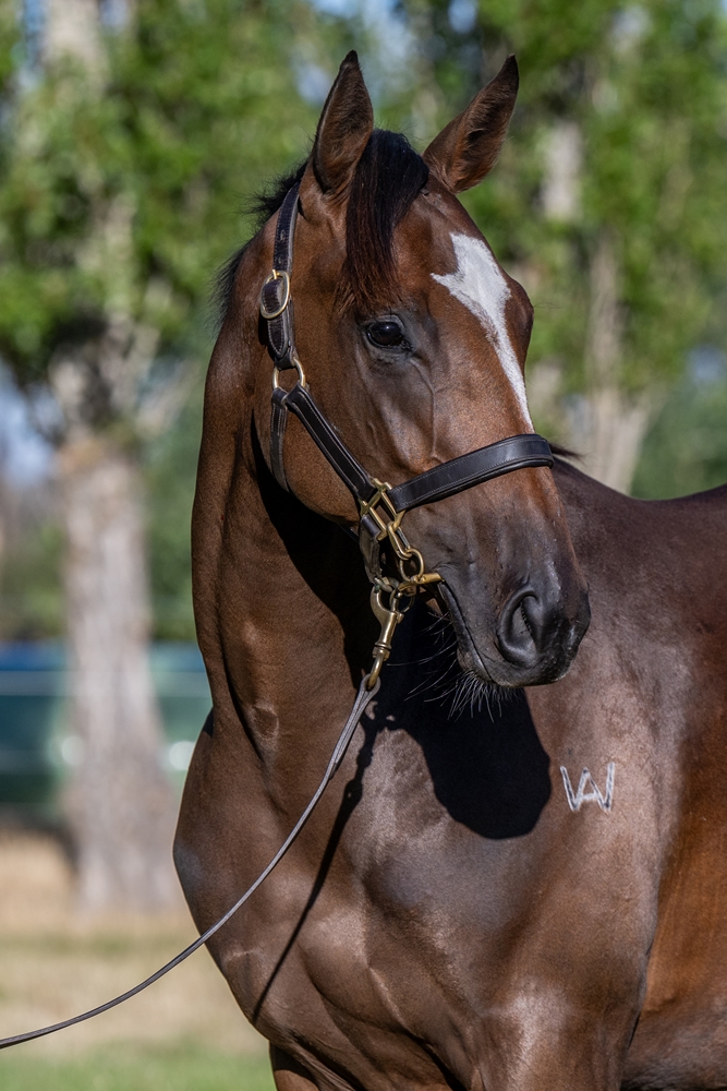 Needs Further (AUS) / Fuji Spirit (AUS) 2024 Filly - Image 2