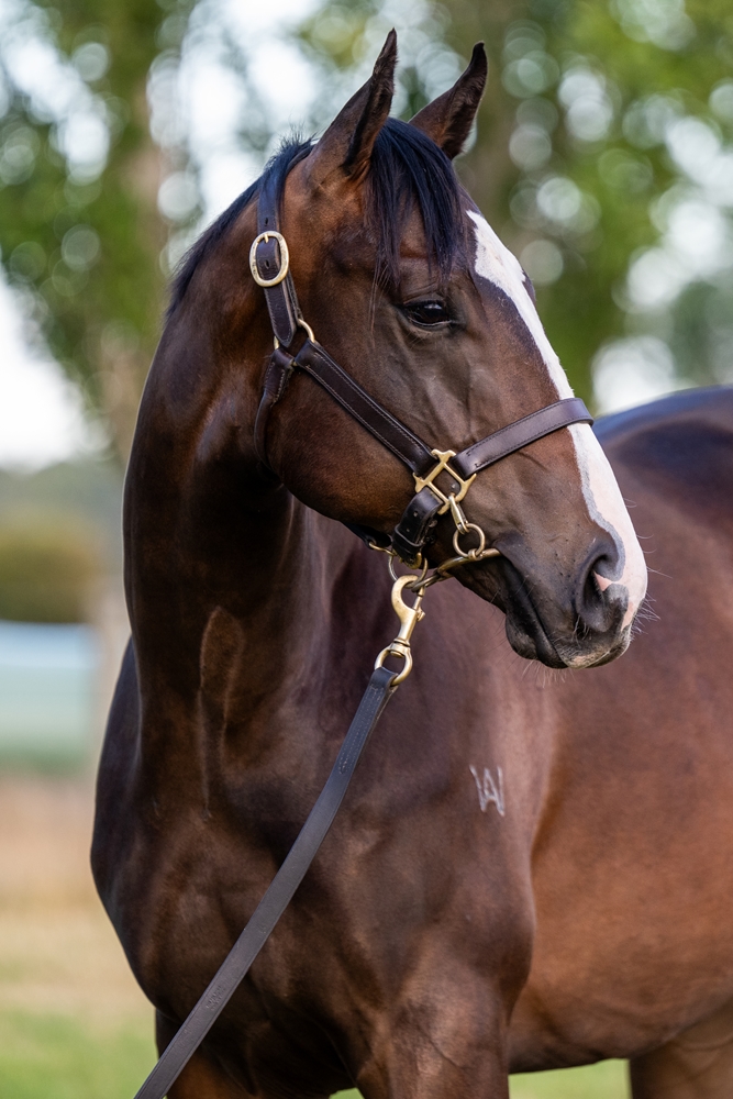 Bruckner (AUS) / Garland (AUS) 2024 Colt - Image 2