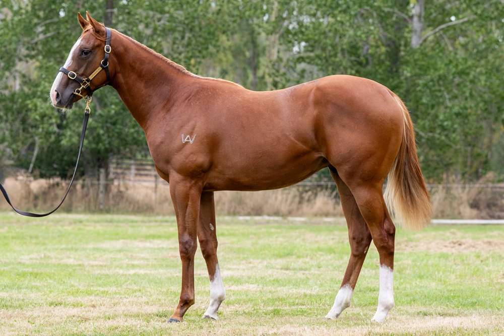 Needs Further (AUS) / Gee Gee Pure Gold (AUS) 2024 Colt - Image 1