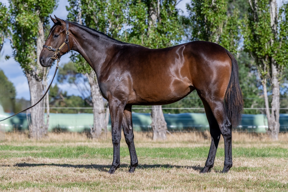 Needs Further (AUS) / Gold Phoenix (AUS) 2024 Filly - Image 1