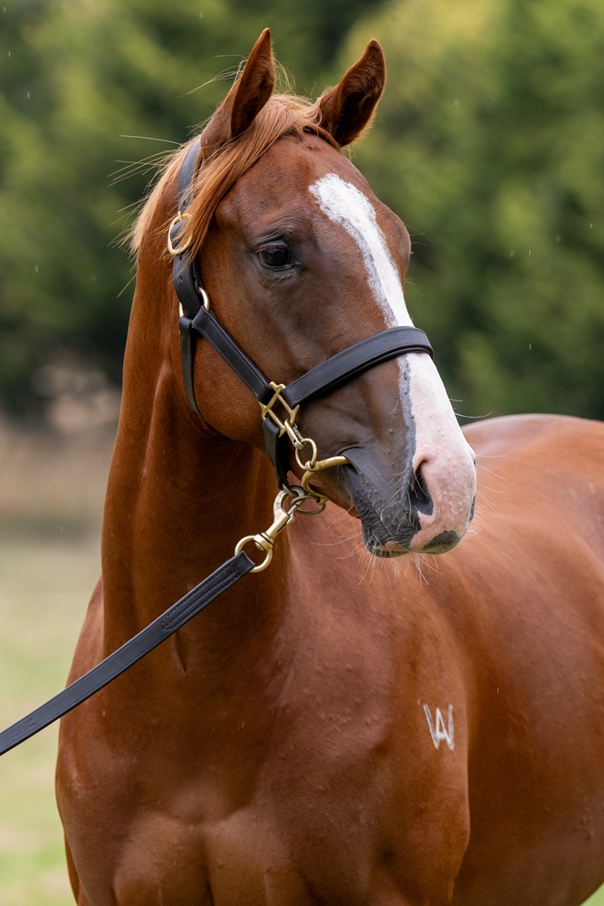 Needs Further (AUS) / Gee Gee Pure Gold (AUS) 2024 Colt - Image 2