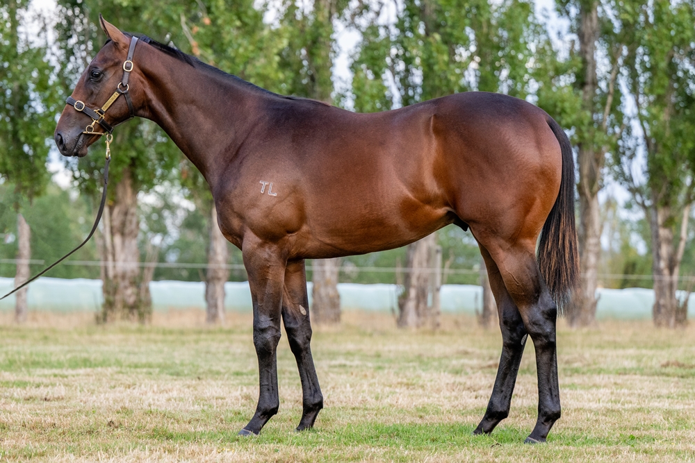 Extreme Warrior (AUS) / Il Sogno (AUS) 2024 Colt - Image 1