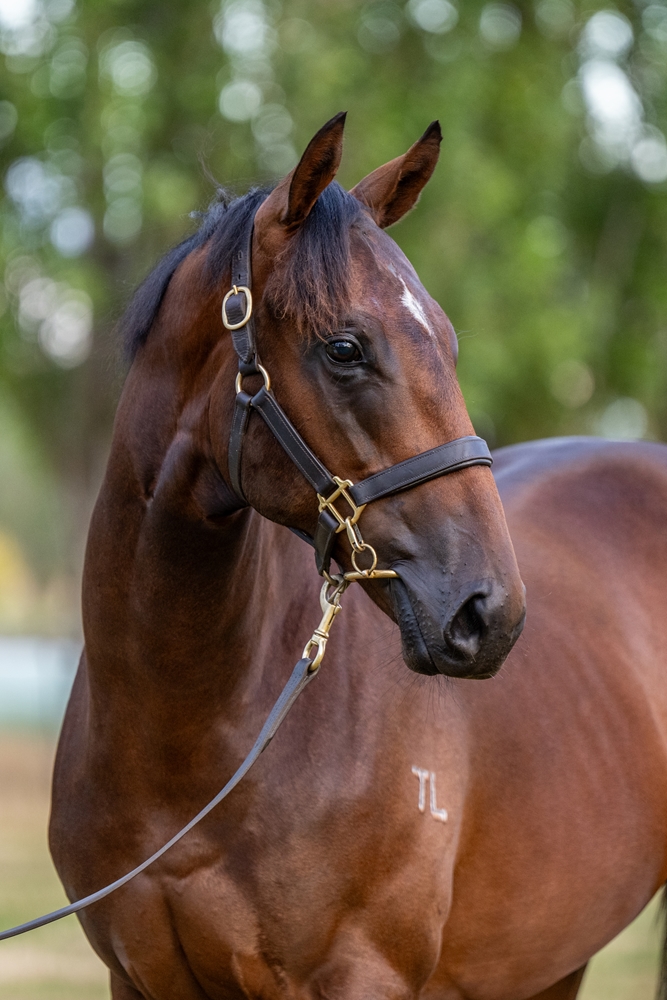 Extreme Warrior (AUS) / Il Sogno (AUS) 2024 Colt - Image 2