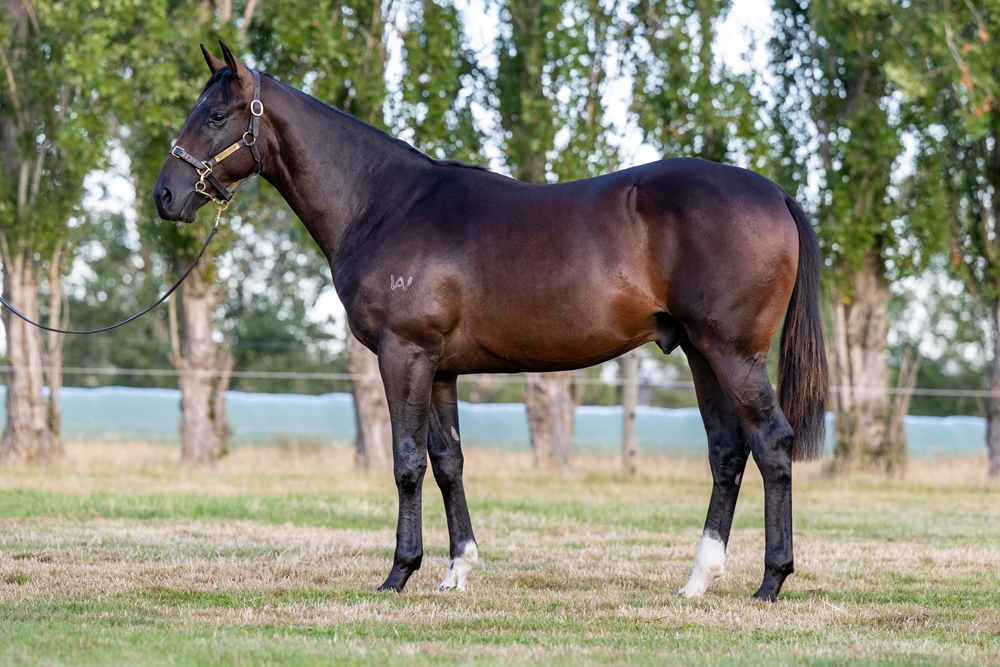 Stratosphere (AUS) / Endured (AUS) 2024 Colt - Image 1