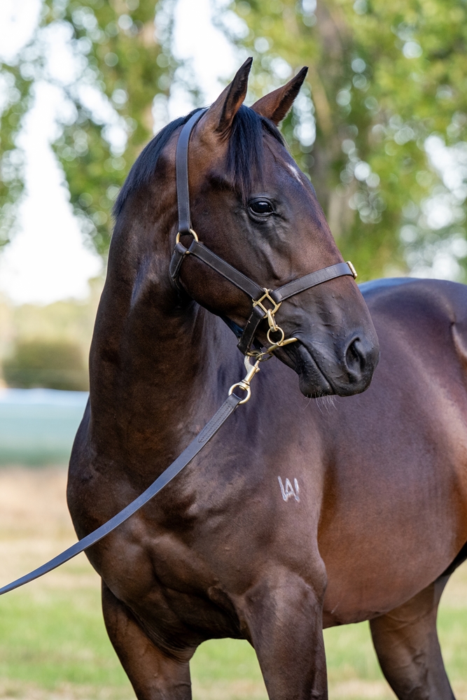 Stratosphere (AUS) / Endured (AUS) 2024 Colt - Image 2