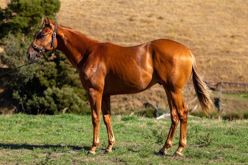 Earthlight (IRE) / Medea (AUS) 2024 Colt - Image 1