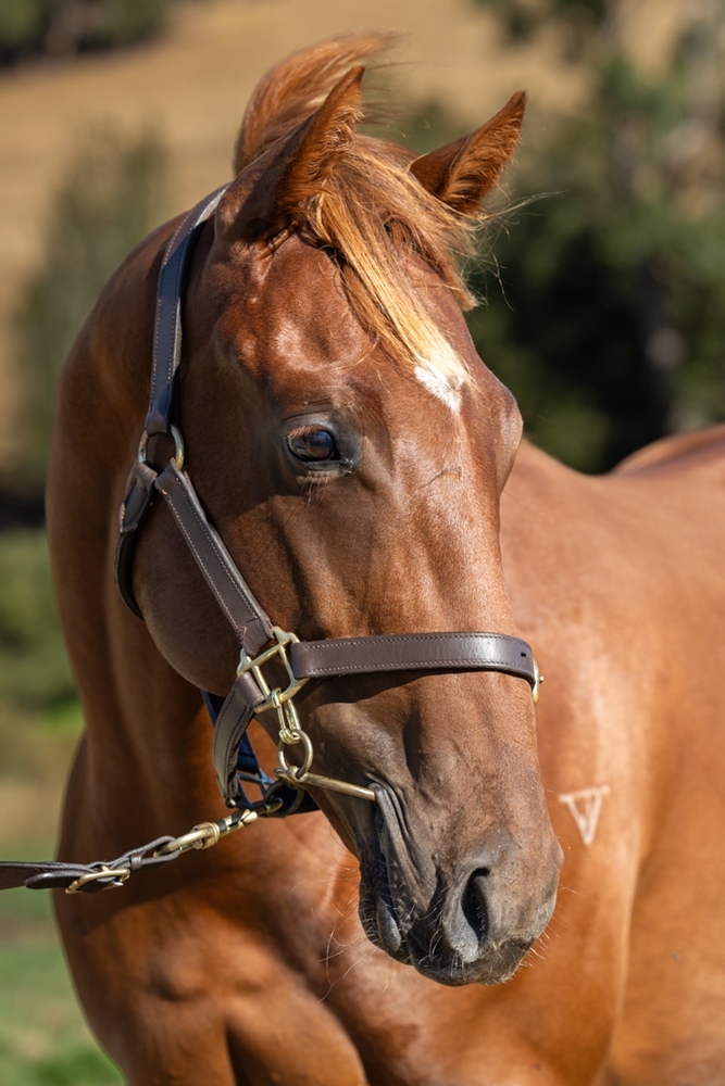 Earthlight (IRE) / Medea (AUS) 2024 Colt - Image 2