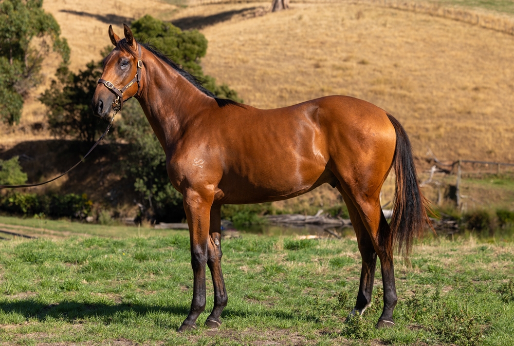All Too Hard (AUS) / Mirjulisa Lass (AUS) 2024 Colt - Image 1