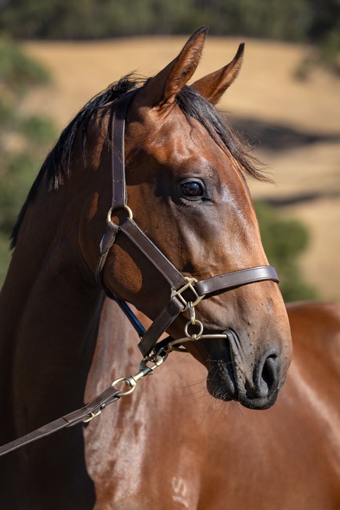 All Too Hard (AUS) / Mirjulisa Lass (AUS) 2024 Colt - Image 2