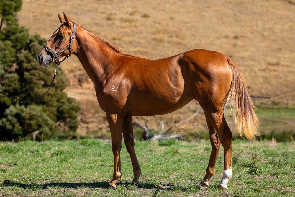 Star Witness (AUS) / Rue de Geneve (AUS) 2024 Filly - Image 1