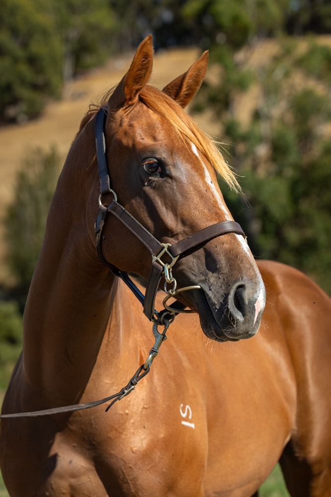 Star Witness (AUS) / Rue de Geneve (AUS) 2024 Filly - Image 2