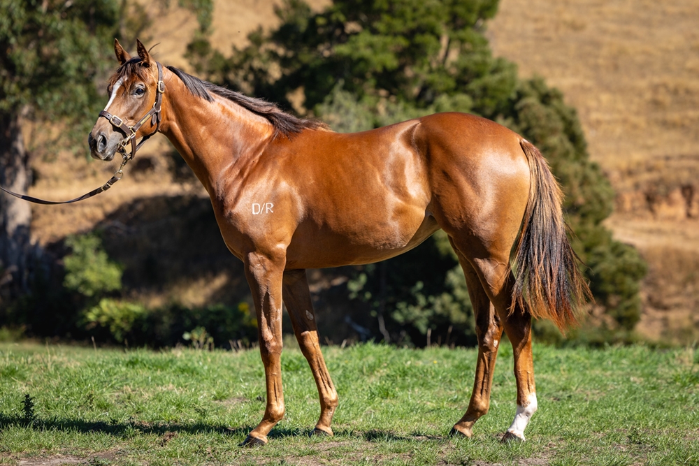 Xtravagant (NZ) / Cuckoo (AUS) 2024 Filly - Image 1