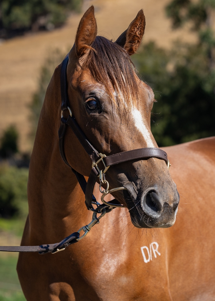 Xtravagant (NZ) / Cuckoo (AUS) 2024 Filly - Image 2