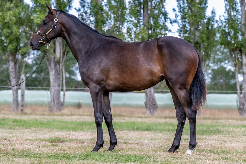 State of Rest (IRE) / Estrado (AUS) 2024 Filly - Image 1