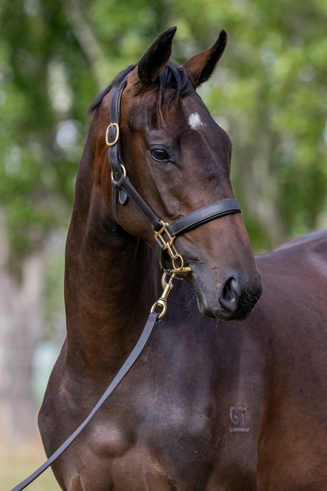 State of Rest (IRE) / Estrado (AUS) 2024 Filly - Image 2
