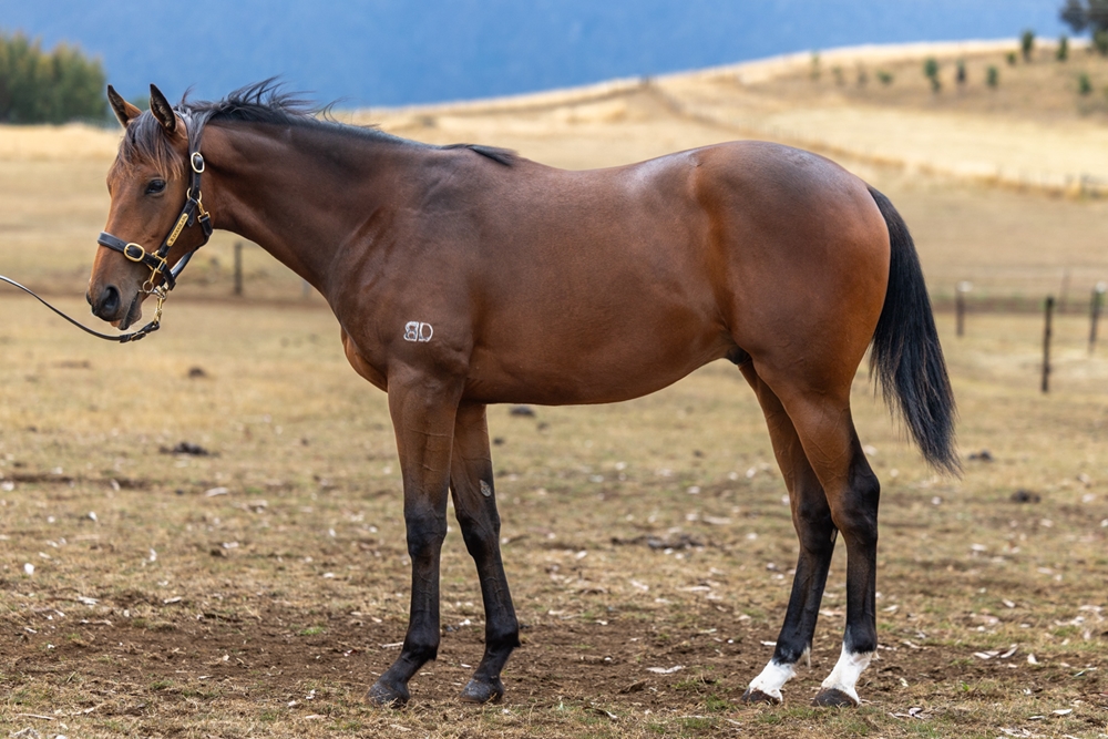 Needs Further (AUS) / Cinderella Miss (AUS) 2024 G - Image 1