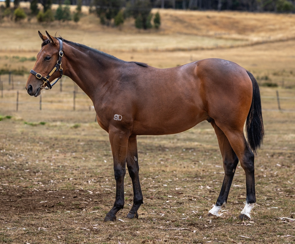 Needs Further (AUS) / Cinderella Miss (AUS) 2024 G - Image 2