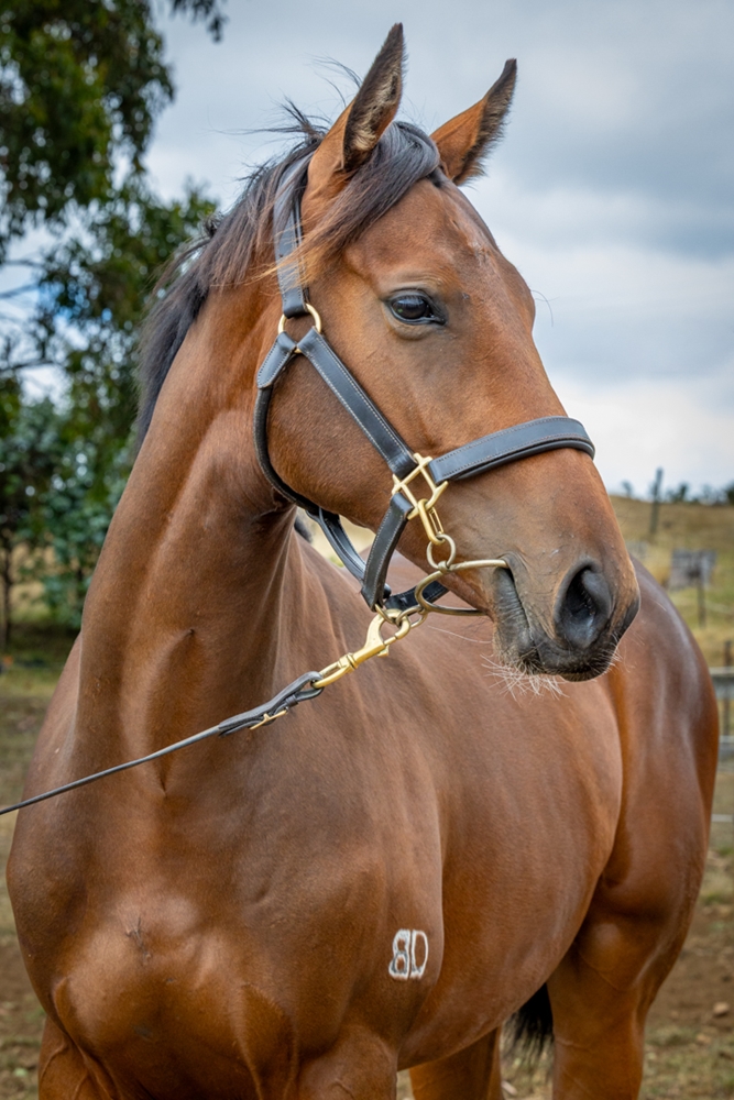 Needs Further (AUS) / Cinderella Miss (AUS) 2024 G - Image 3