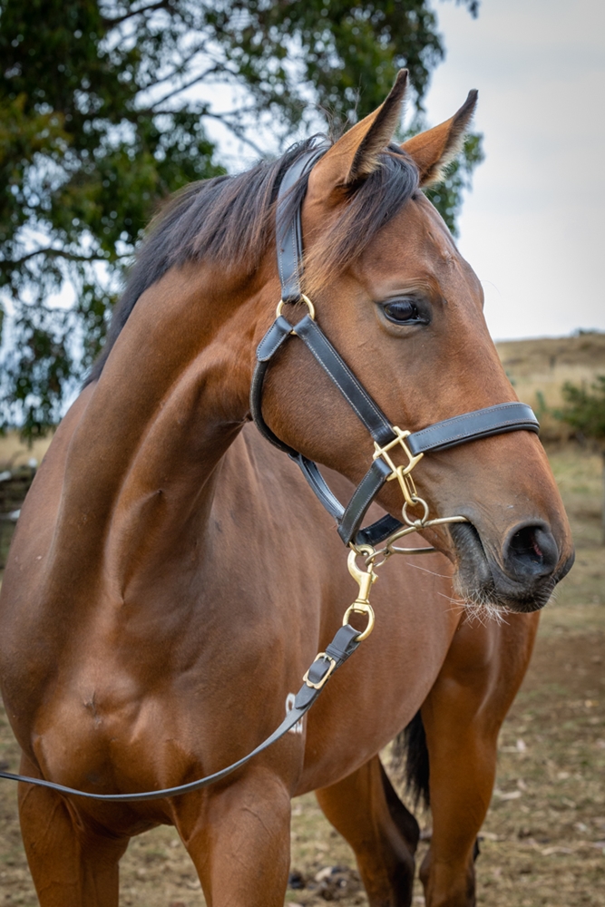 Needs Further (AUS) / Cinderella Miss (AUS) 2024 G - Image 4