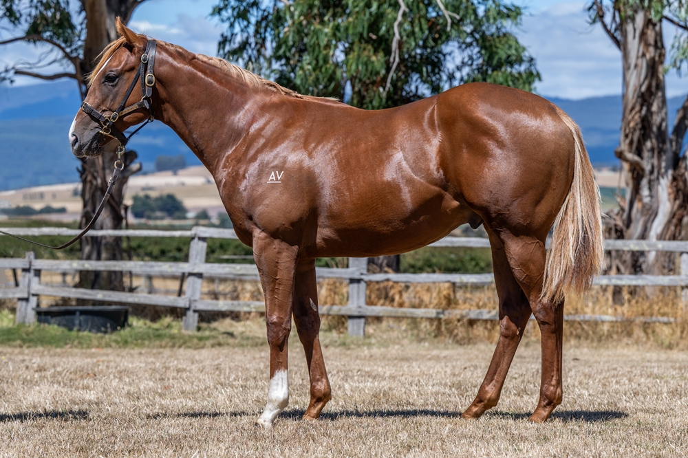 Stratosphere (AUS) / Midnight Review (AUS) 2024 Colt - Image 1