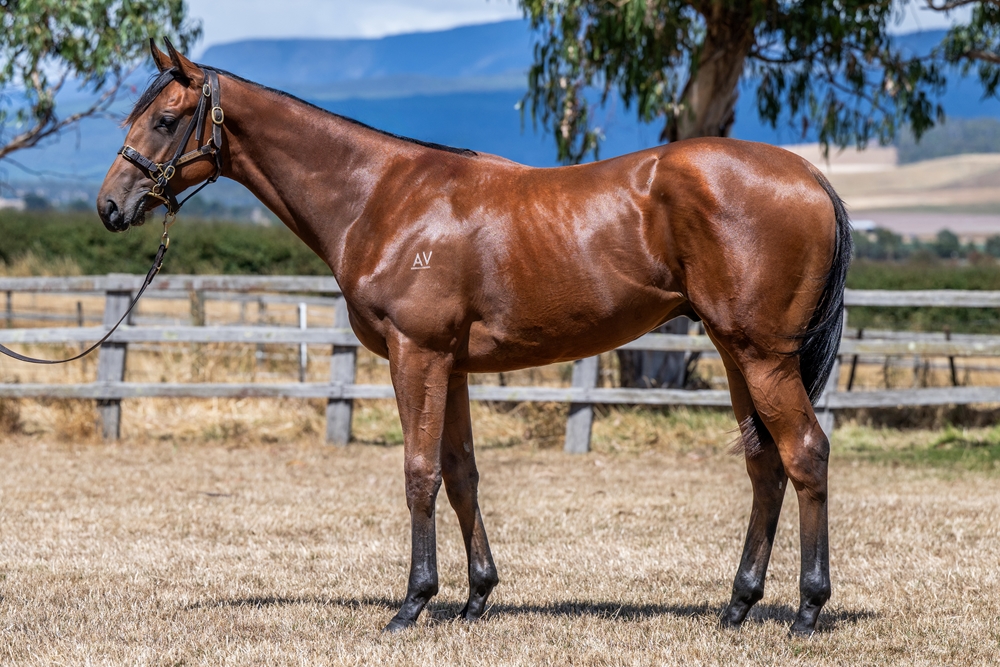 Doubtland (AUS) / Speedy Sky (AUS) 2024 Colt - Image 1